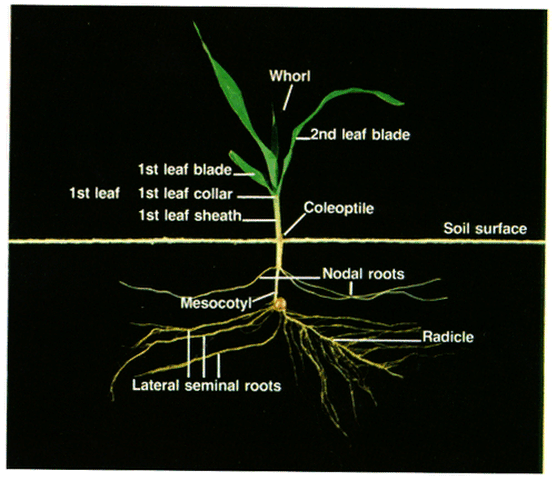 Seedling Parts