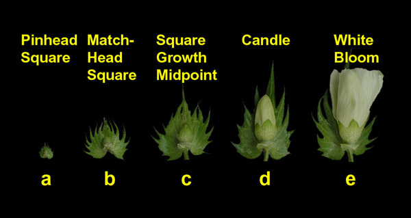 Cotton Growth and Development