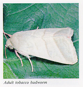 Adult tobacco budworm