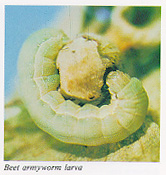 Beet armyworm larva