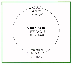 Cotton aphid life cycle
