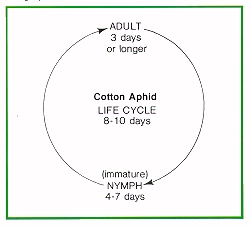 What is the life cycle of an aphid?