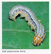 Fall armyworm larva