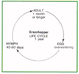 Grasshopper life cycle