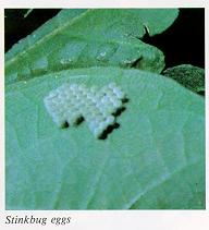 Stinkbug eggs