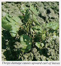 Thrips damage on leaves