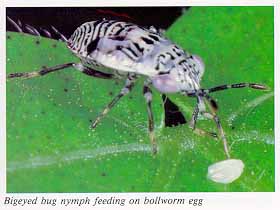 Bigeyed bug nymph feeding