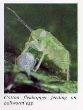 Cotton fleahopper feeding on bollworm egg