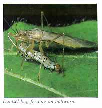 Damsel bug feeding on bollworm