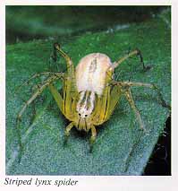 Striped lynx spider