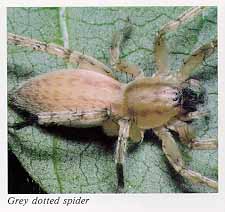 Grey dotted spider 