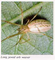 Long jawed orb weaver