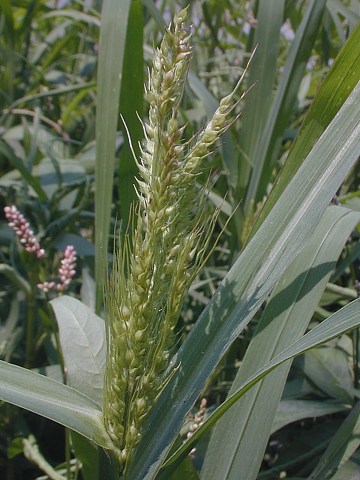 Young Inflorescence & Leaves