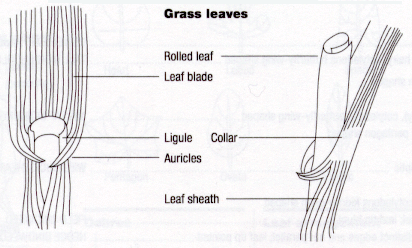 Grass Leaves