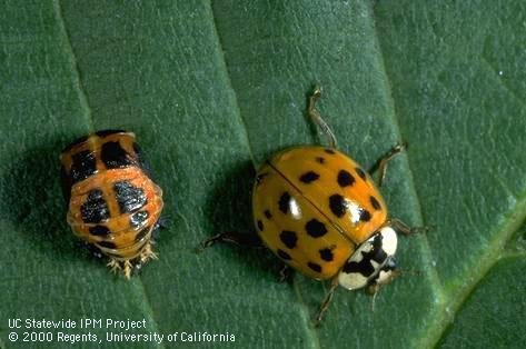 my nude twin sister asian longhorn beetles natural predators