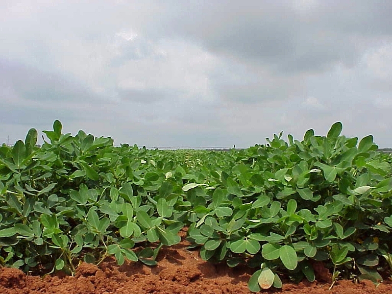 Plant Growth and Development of Peanuts