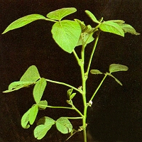 Color Photo of Reproductive Stage R1