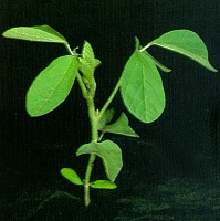 Color Photo of Vegetative Growth Stage V2