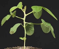 Color Photo of Vegetative Growth Stage V4