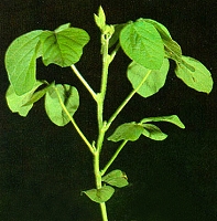 Color Photo of Vegetative Growth Stage V5