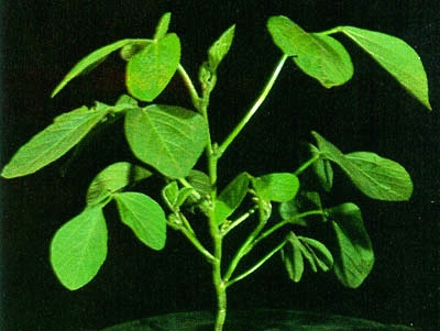 What are the stages of soybean growth?