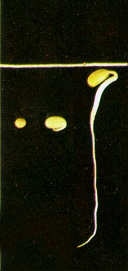 Color Photo of Soybean at Germination