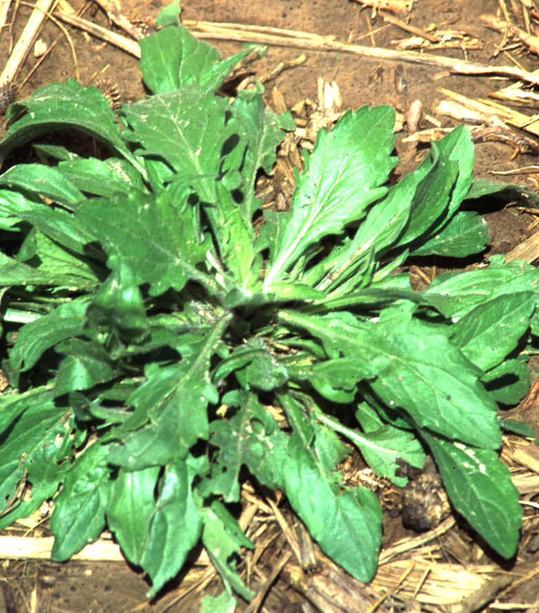 Fleabane.bmp (2087426 bytes)