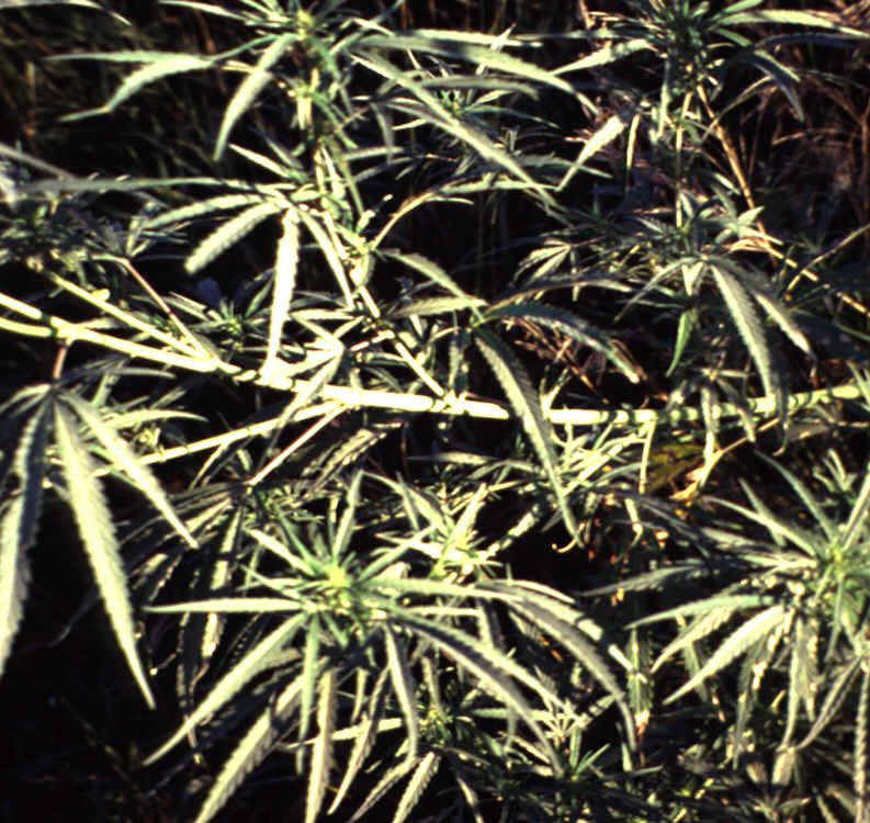 Hemp2.bmp (1785054 bytes)