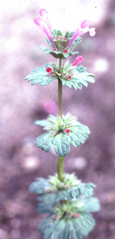 Henbit2.bmp (1291762 bytes)