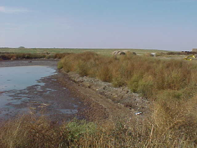 Kochia around Dairy Lagoon.jpg (30272 bytes)