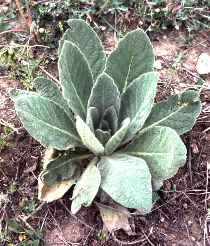 Mullein1.bmp (1732830 bytes)