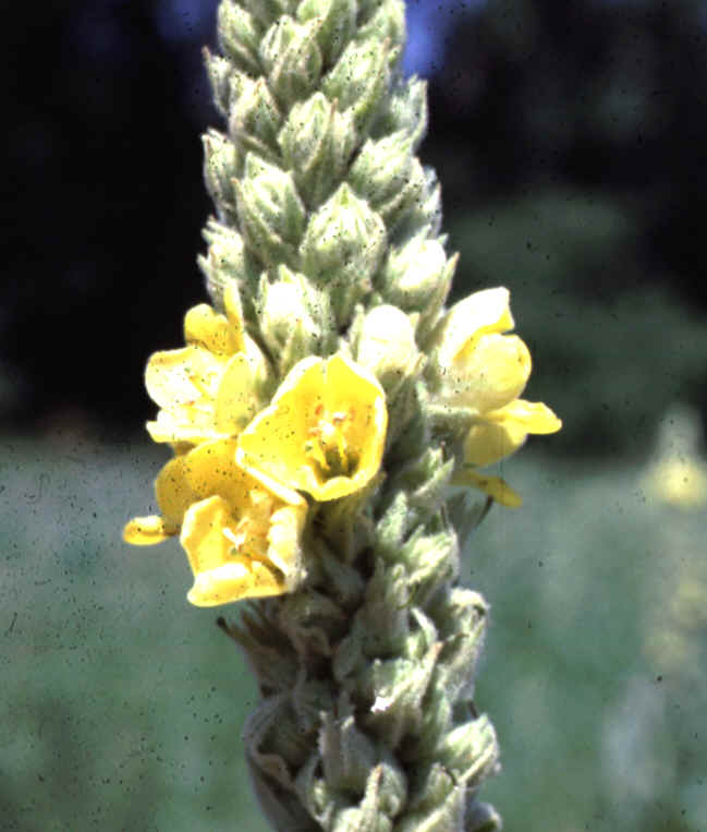 Mullein2.bmp (1486378 bytes)