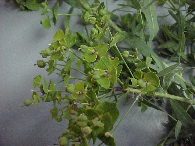 Null weed2.jpg (55908 bytes)