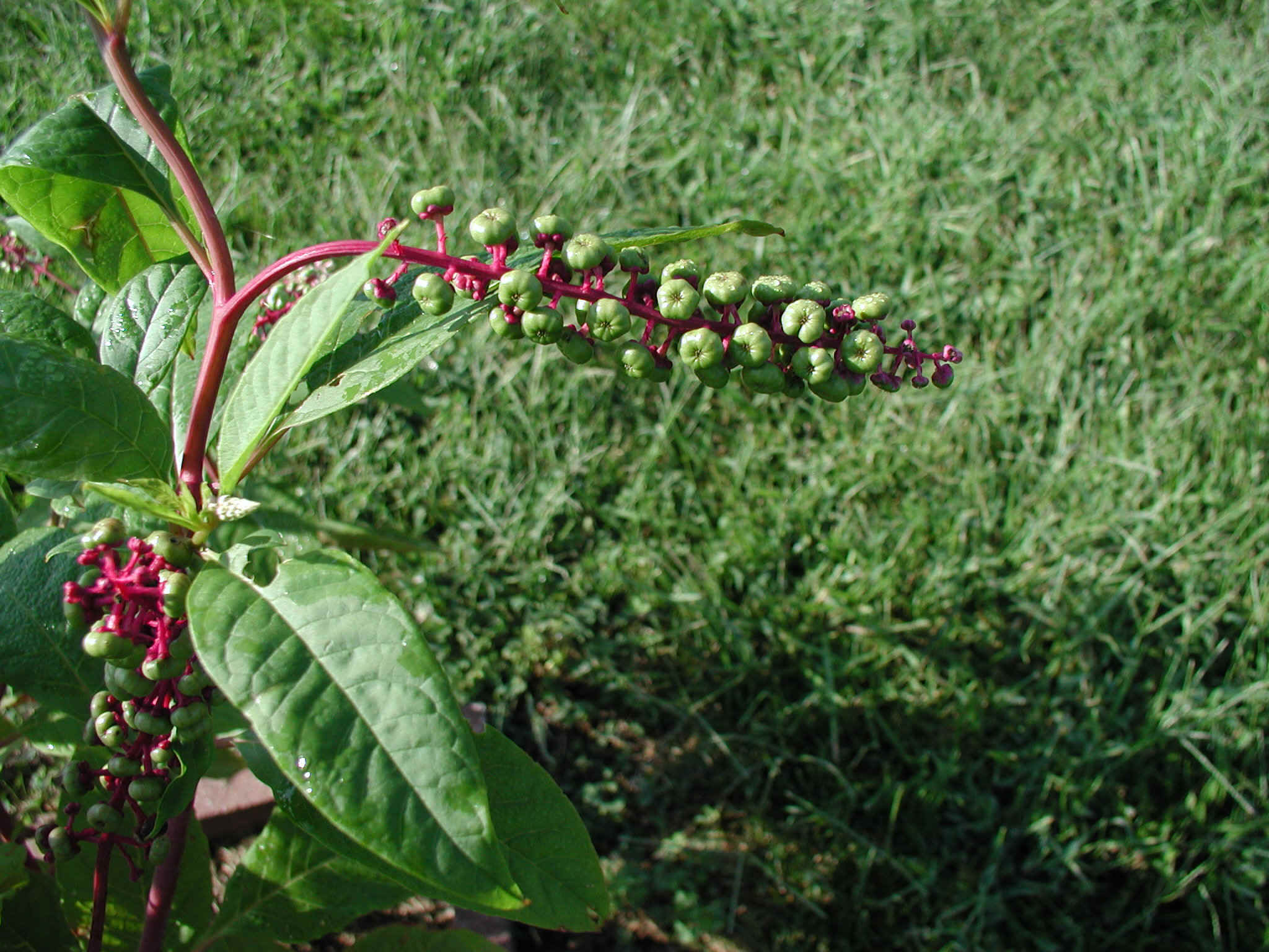 Pokeweed2.JPG (684654 bytes)