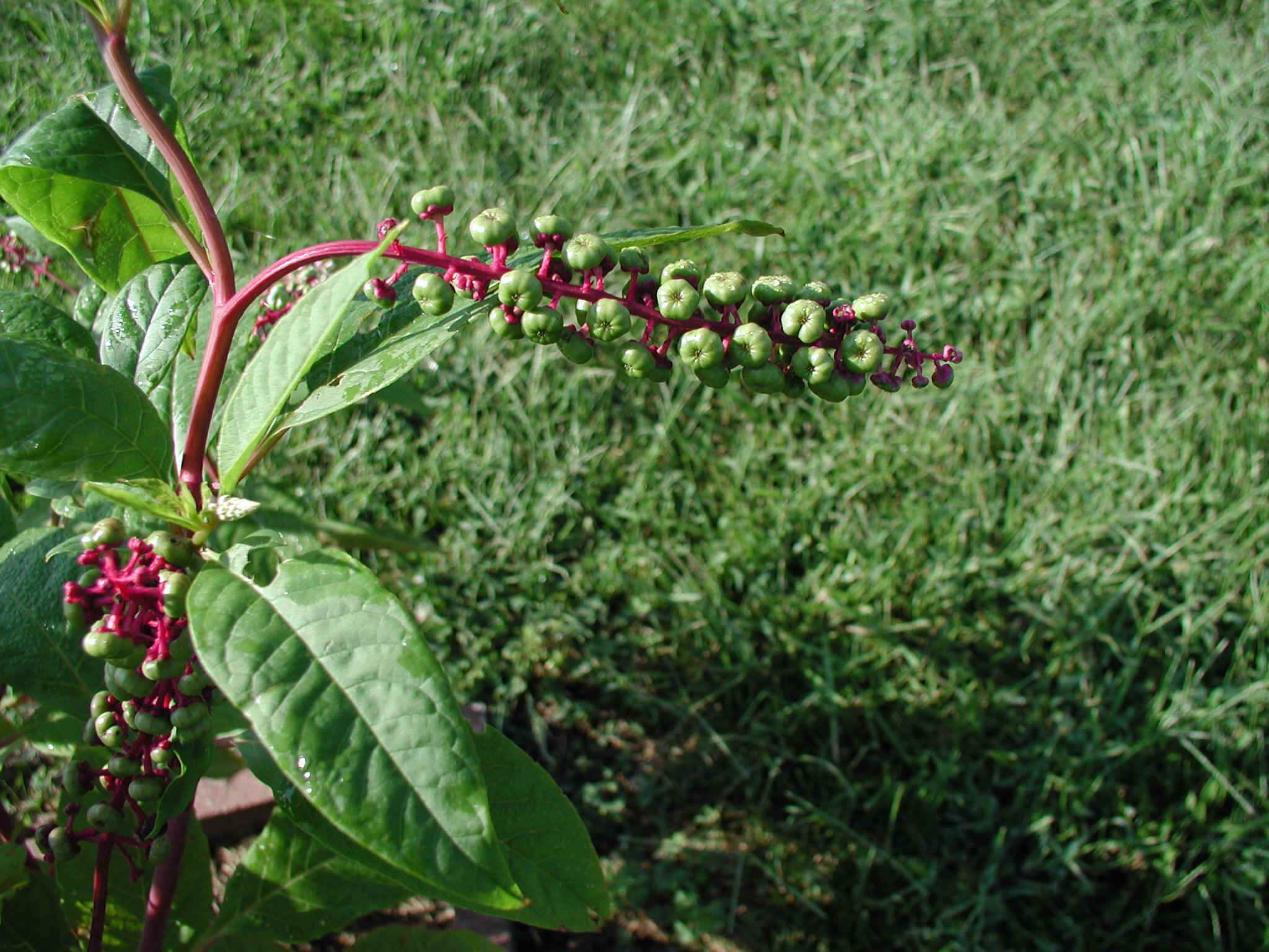 Pokeweed2.JPG (684654 bytes)