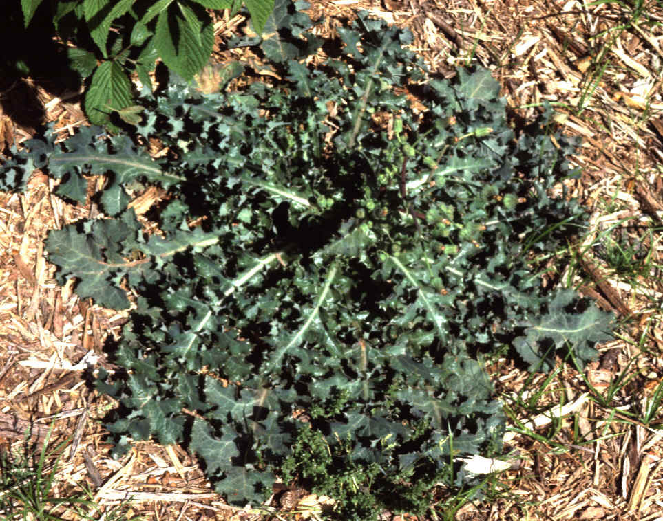 Sonchus1.bmp (2192190 bytes)