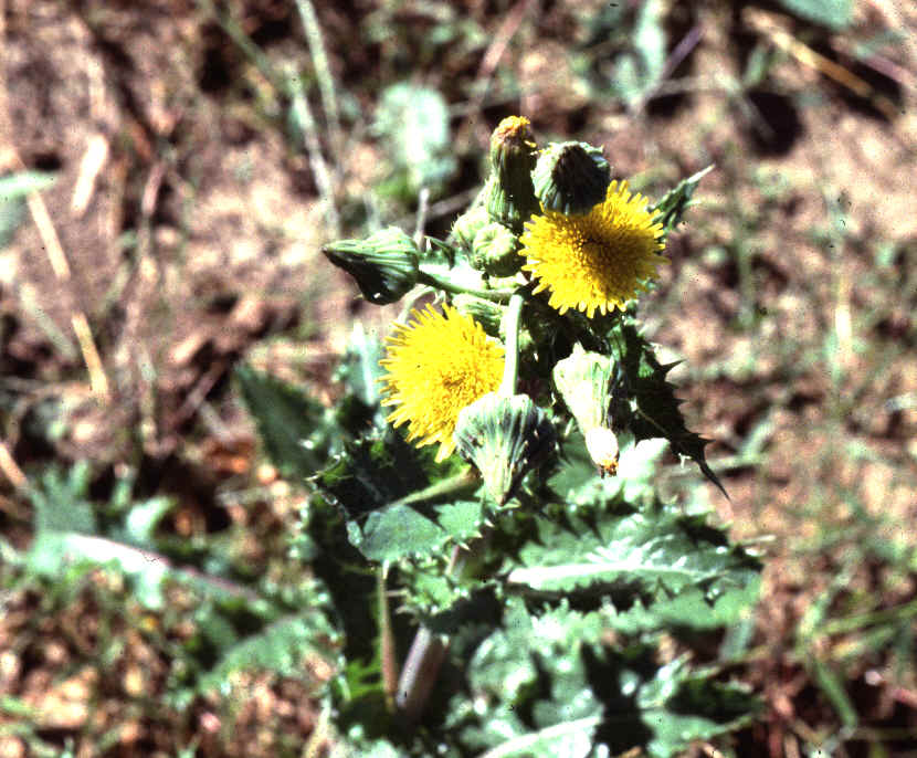 Sonchus3.bmp (1709566 bytes)