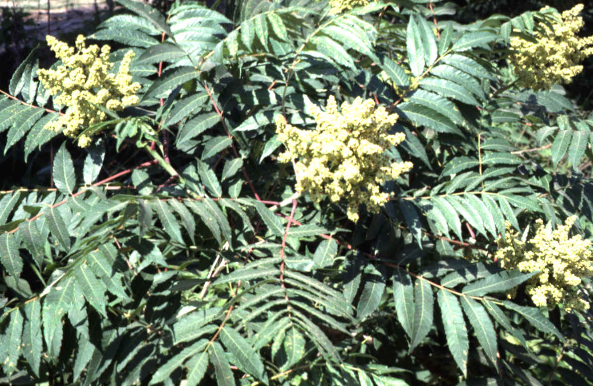 Sumac2.bmp (2764782 bytes)