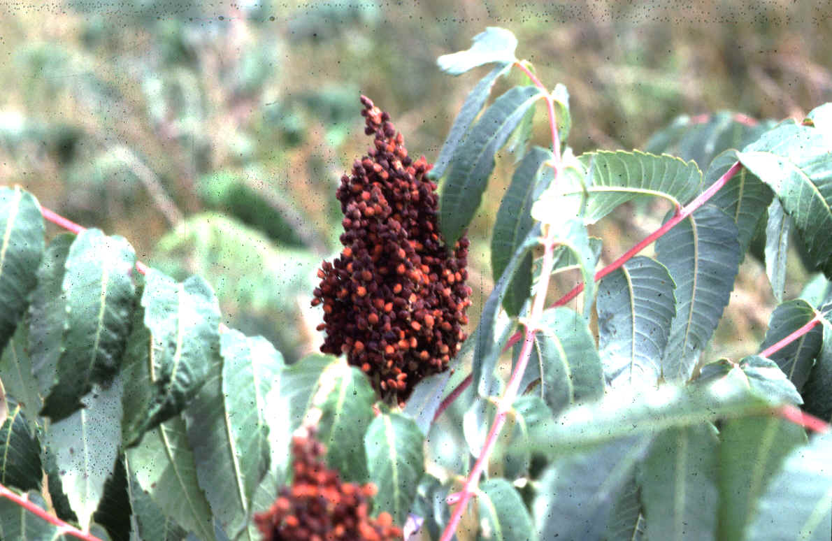 Sumac3.bmp (2764782 bytes)