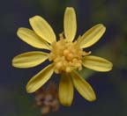 Annual Broomweed