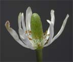 Tenpetal Anemone