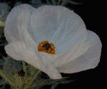 White Pricklypoppy