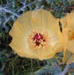 Mexican Poppy