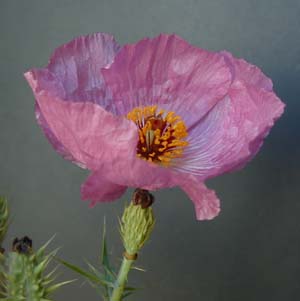 Rose pricklypoppy