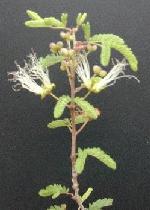 False-mesquite calliandra