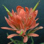 Prairie Paintbrush