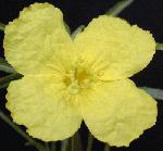 Yellow Evening Primrose