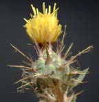 Malta Star Thistle