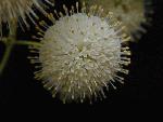 Common buttonbush