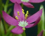 Lady Bird's Centaury